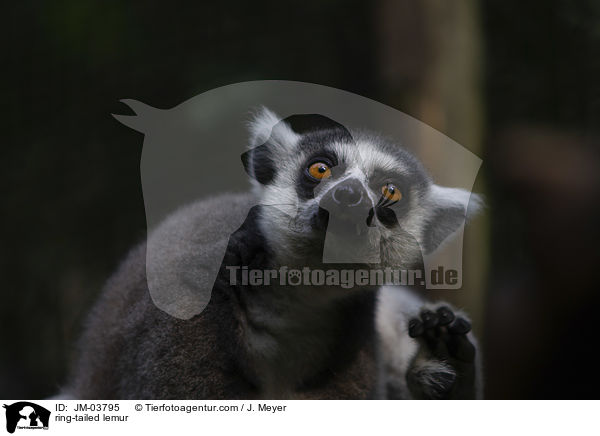 Katta / ring-tailed lemur / JM-03795