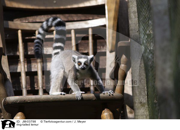 Katta / ring-tailed lemur / JM-03798