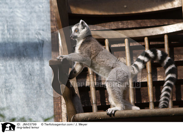 Katta / ring-tailed lemur / JM-03799