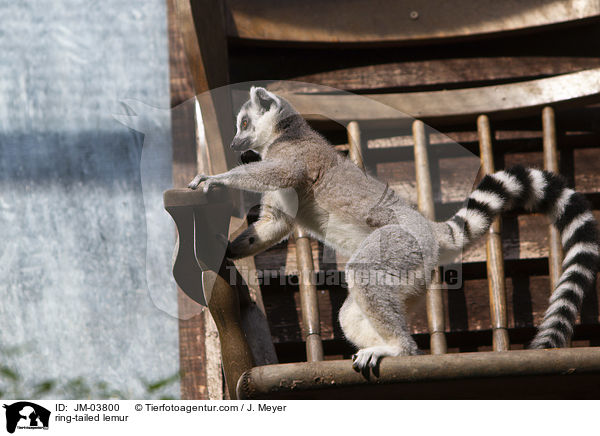 Katta / ring-tailed lemur / JM-03800