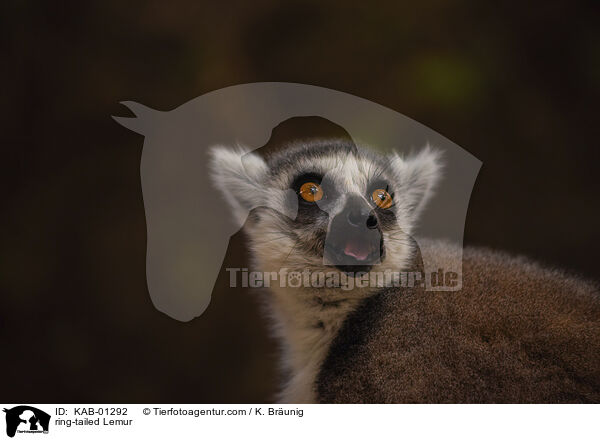 ring-tailed Lemur / KAB-01292
