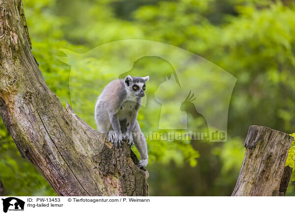 Katta / ring-tailed lemur / PW-13453