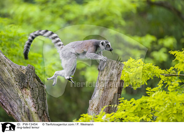 ring-tailed lemur / PW-13454