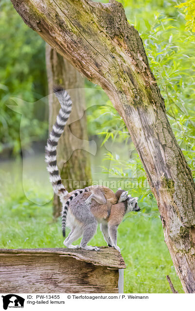 Kattas / ring-tailed lemurs / PW-13455