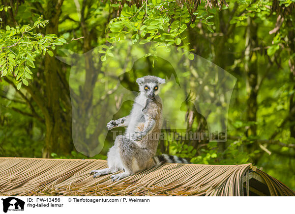 ring-tailed lemur / PW-13456