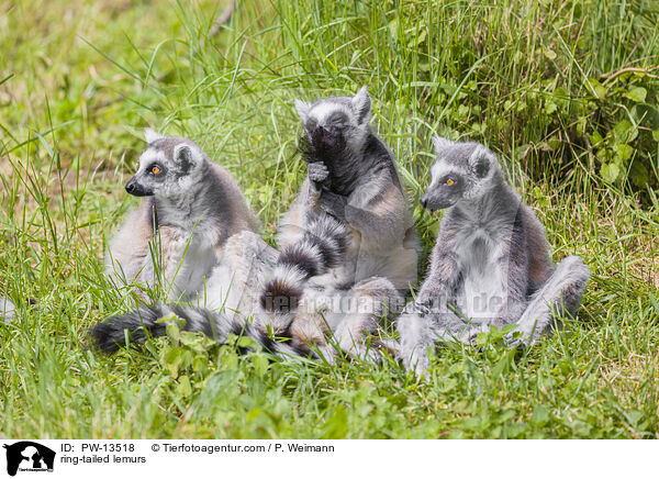 Kattas / ring-tailed lemurs / PW-13518