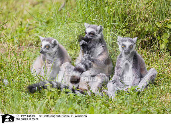 Kattas / ring-tailed lemurs / PW-13519
