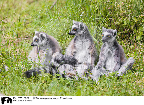 Kattas / ring-tailed lemurs / PW-13520