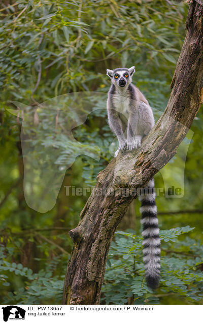 Katta / ring-tailed lemur / PW-13657