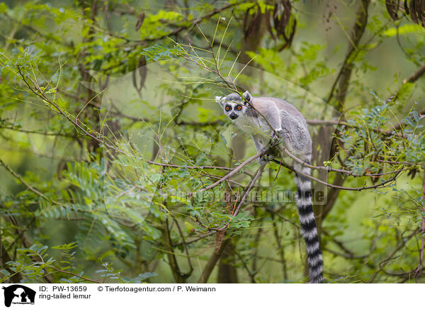 ring-tailed lemur / PW-13659