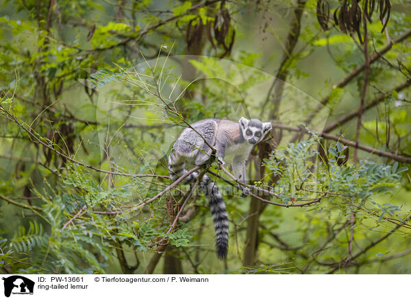 ring-tailed lemur / PW-13661