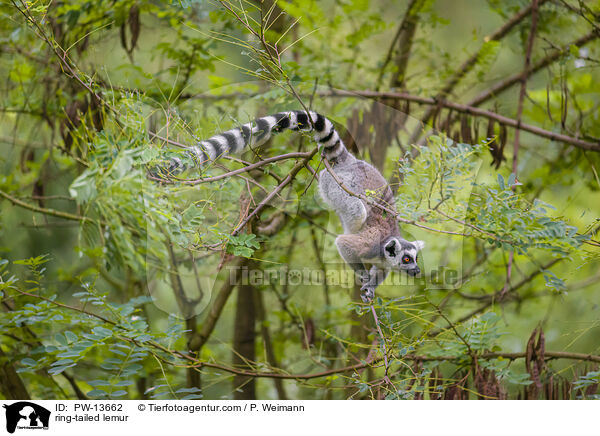 ring-tailed lemur / PW-13662