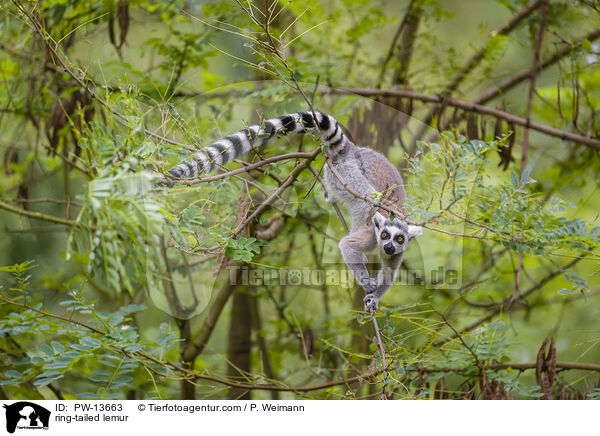 ring-tailed lemur / PW-13663