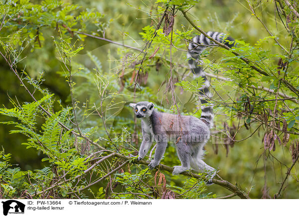 Katta / ring-tailed lemur / PW-13664