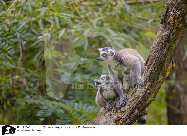 Kattas / ring-tailed lemurs / PW-13665