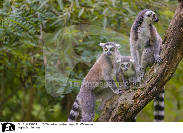 Kattas / ring-tailed lemurs / PW-13667