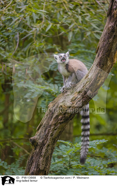 Katta / ring-tailed lemur / PW-13668