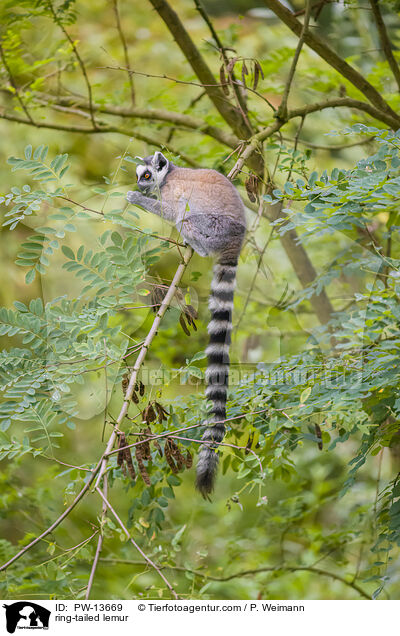 Katta / ring-tailed lemur / PW-13669