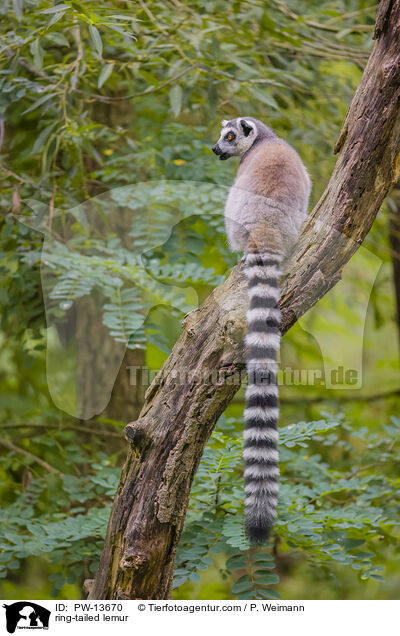 ring-tailed lemur / PW-13670