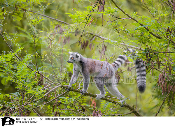 Katta / ring-tailed lemur / PW-13671