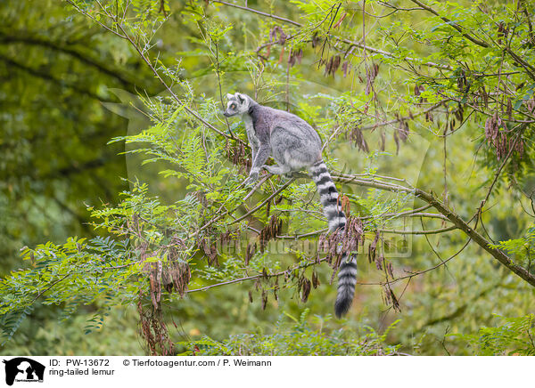 Katta / ring-tailed lemur / PW-13672