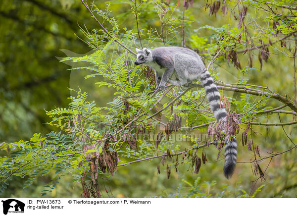 Katta / ring-tailed lemur / PW-13673