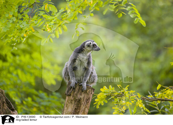 ring-tailed lemur / PW-13690