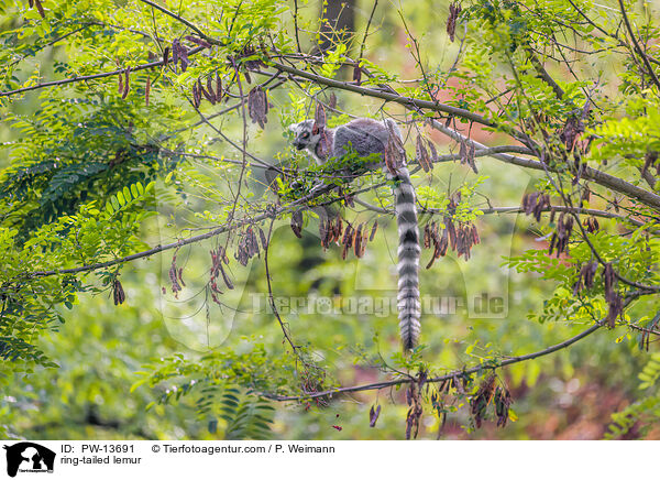 Katta / ring-tailed lemur / PW-13691