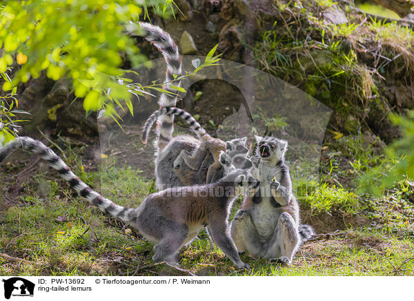 ring-tailed lemurs / PW-13692