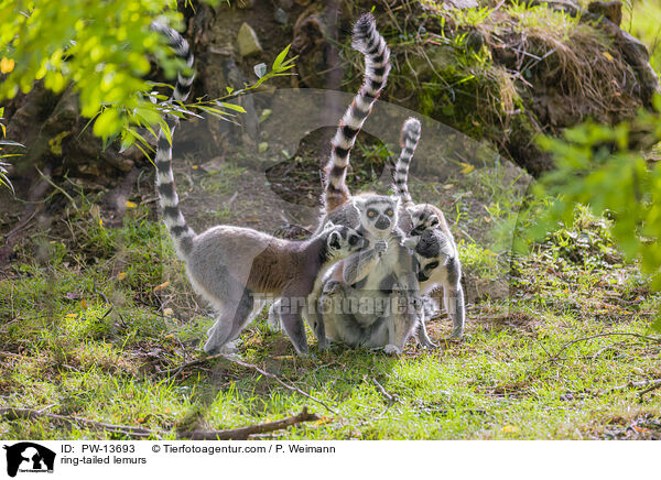 Kattas / ring-tailed lemurs / PW-13693