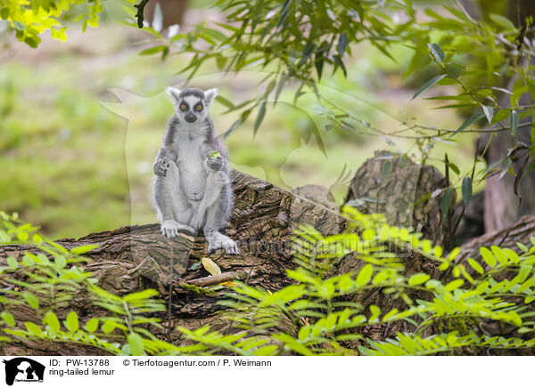 ring-tailed lemur / PW-13788