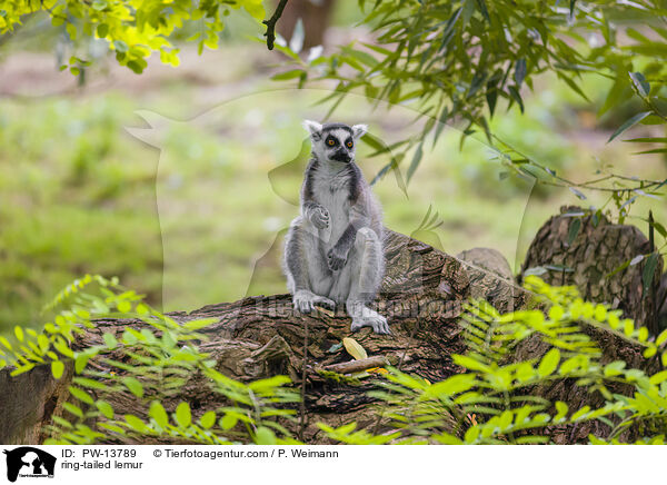 ring-tailed lemur / PW-13789