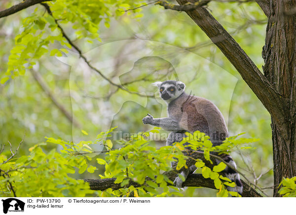 ring-tailed lemur / PW-13790