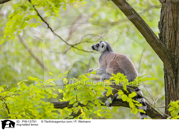ring-tailed lemur / PW-13791