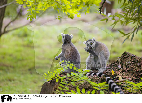 ring-tailed lemurs / PW-13792