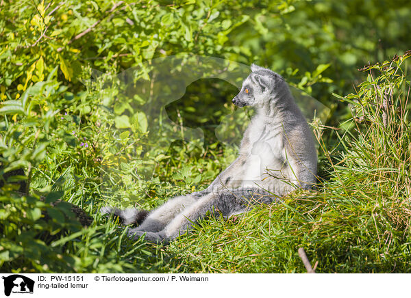 Katta / ring-tailed lemur / PW-15151