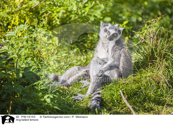 Kattas / ring-tailed lemurs / PW-15153