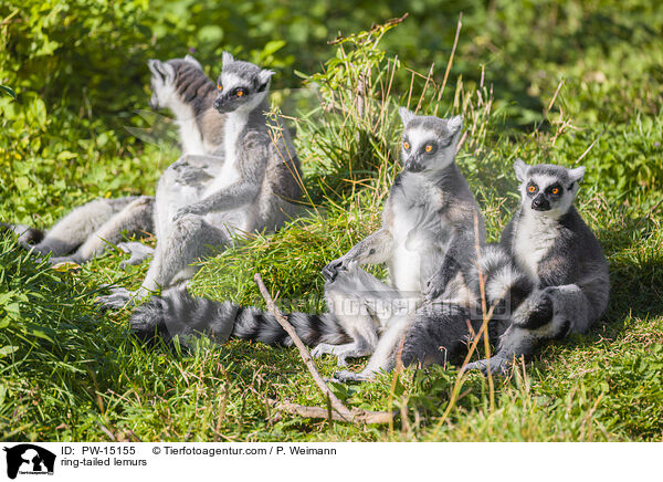 ring-tailed lemurs / PW-15155