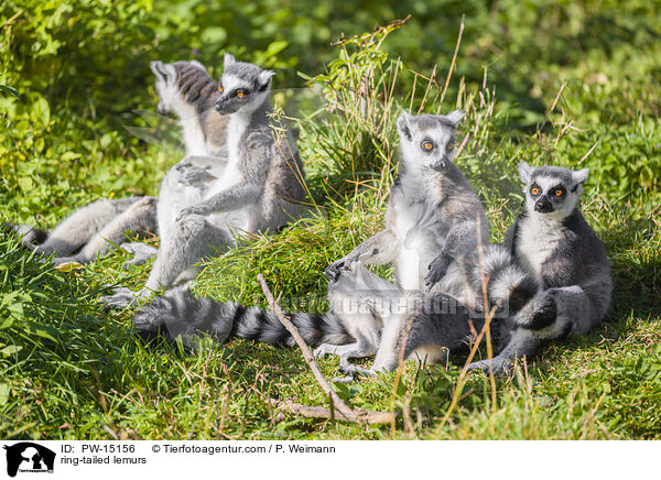 Kattas / ring-tailed lemurs / PW-15156