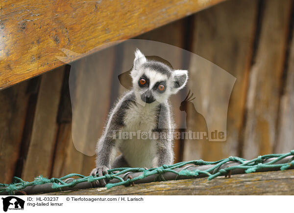 Katta / ring-tailed lemur / HL-03237