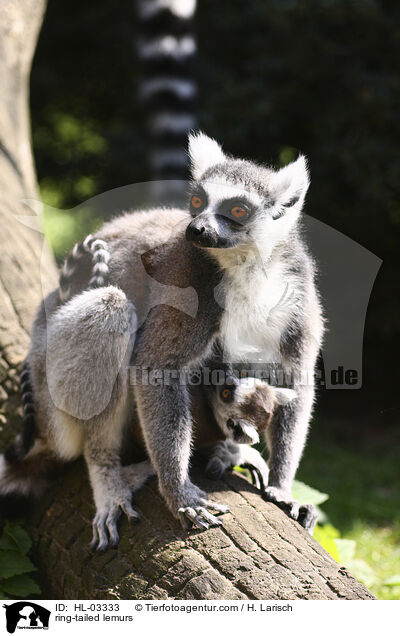 ring-tailed lemurs / HL-03333