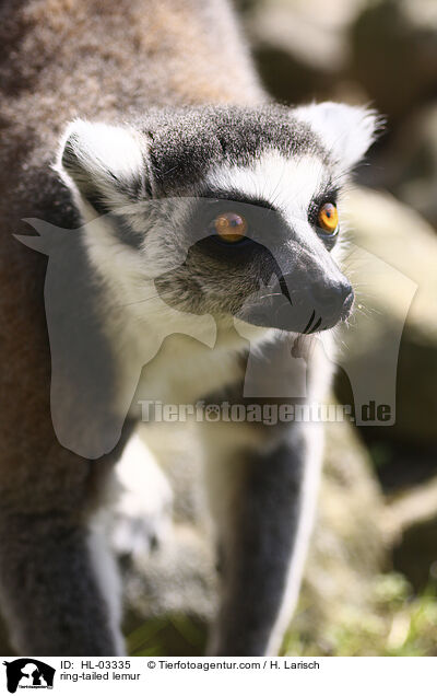 Katta / ring-tailed lemur / HL-03335