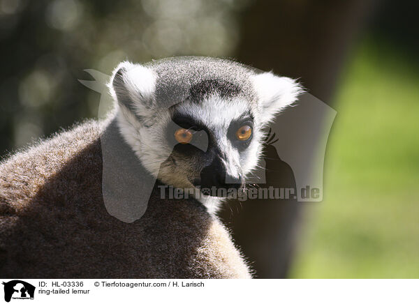 Katta / ring-tailed lemur / HL-03336