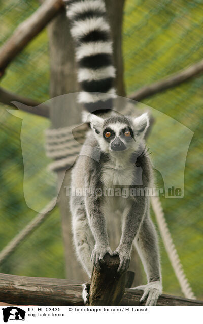 Katta / ring-tailed lemur / HL-03435