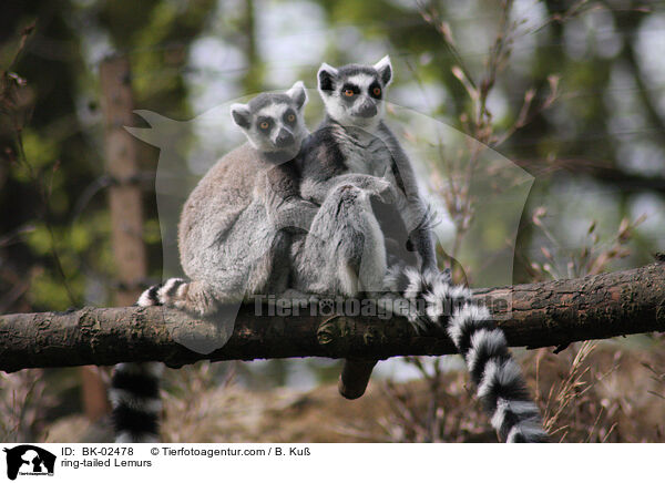 Kattas / ring-tailed Lemurs / BK-02478