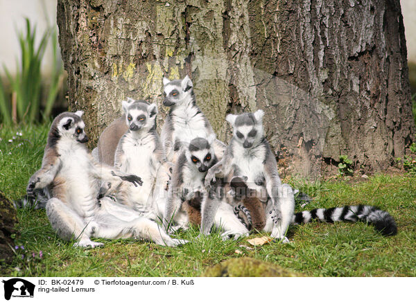 Kattas / ring-tailed Lemurs / BK-02479