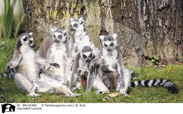 ring-tailed Lemurs / BK-02480