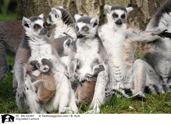 Kattas / ring-tailed Lemurs / BK-02481