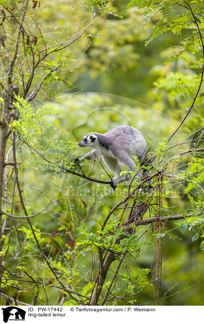 ring-tailed lemur / PW-17442
