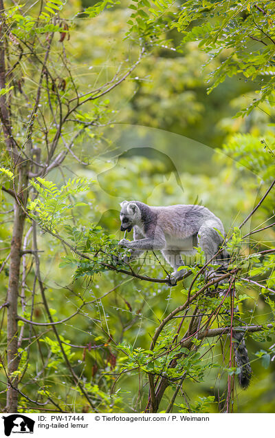 Katta / ring-tailed lemur / PW-17444
